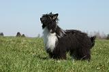 CHIEN NU CHINOIS 164